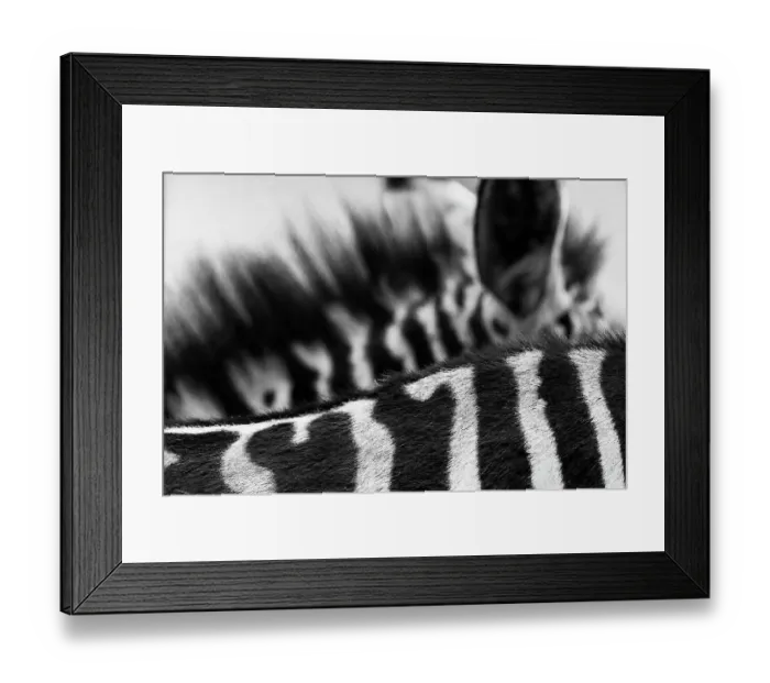 Framed Print : Art of Zebra Stripes and Mane at Nairobi National Park, Kenya Framed Print : Art of Zebra Stripes and Mane at Nairobi National Park, Kenya
