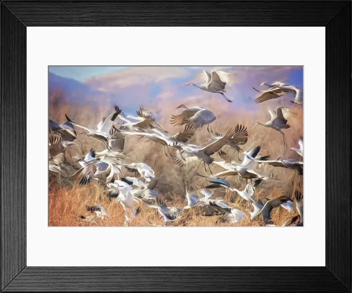 Framed Print : Cranes and Snow Geese Flocks in Flightat Bosque Del Apache, New Mexico Framed Print : Cranes and Snow Geese Flocks in Flightat Bosque Del Apache, New Mexico