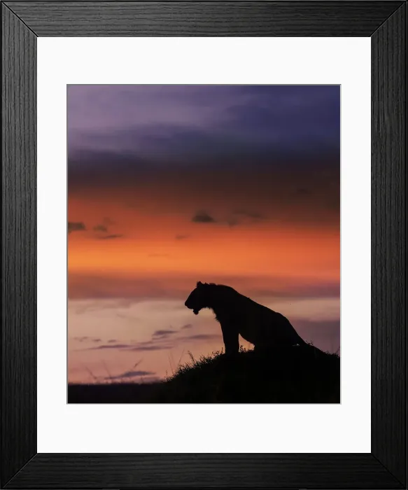 Framed Print : Dramatic Silhouette of a Lion Against Sunset Sky in Maasai Mara, Kenya Framed Print : Dramatic Silhouette of a Lion Against Sunset Sky in Maasai Mara, Kenya