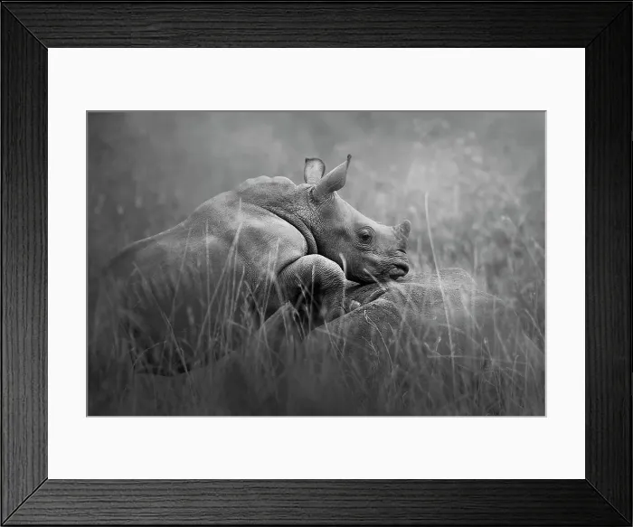 Framed Print : Cute Close Up of White Rhino Calf Standing on Mom at Nairobi National Park