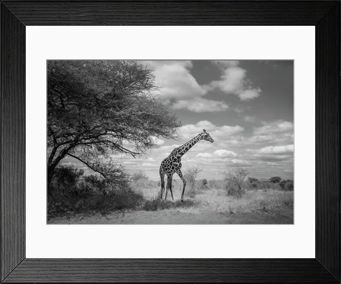 Framed Print : Dramatic Sky and Giraffe on the Move at Tsavo East, Kenya Framed Print : Dramatic Sky and Giraffe on the Move at Tsavo East, Kenya