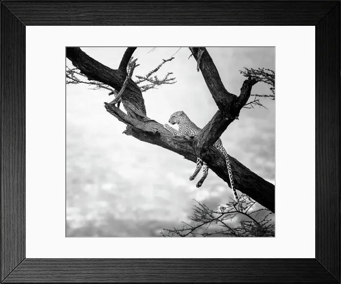 Framed Print : Close Up of Cute Leopard in Tree in Black and White at Samburu, Kenya Framed Print : Close Up of Cute Leopard in Tree in Black and White at Samburu, Kenya