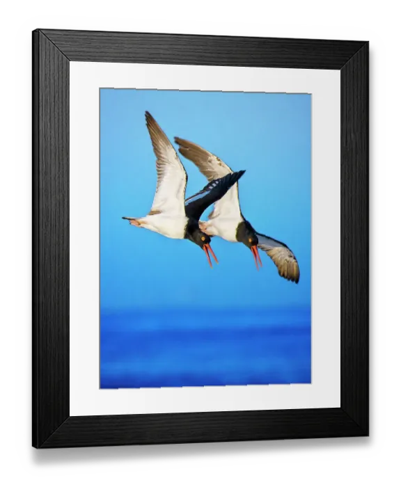 Framed Print : Pair of American Oystercatchers in Flight Against Blue Sky Framed Print : Pair of American Oystercatchers in Flight Against Blue Sky