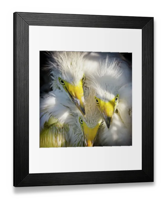 Framed Print : Three Great Egret Chicks Staring at the Camera Framed Print : Three Great Egret Chicks Staring at the Camera