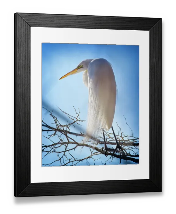 Framed Print : Beautiful Portrait of a Great Egret Against Blue Sky Framed Print : Beautiful Portrait of a Great Egret Against Blue Sky