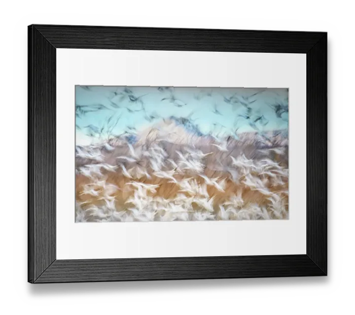 Framed Print : Blue Sky and Snow Geese Blur at Bosque Del Apache, New Mexico Framed Print : Blue Sky and Snow Geese Blur at Bosque Del Apache, New Mexico