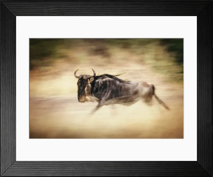 Framed Print : Wildebeest Panned While Running in Masai Mara, Kenya Framed Print : Wildebeest Panned While Running in Masai Mara, Kenya