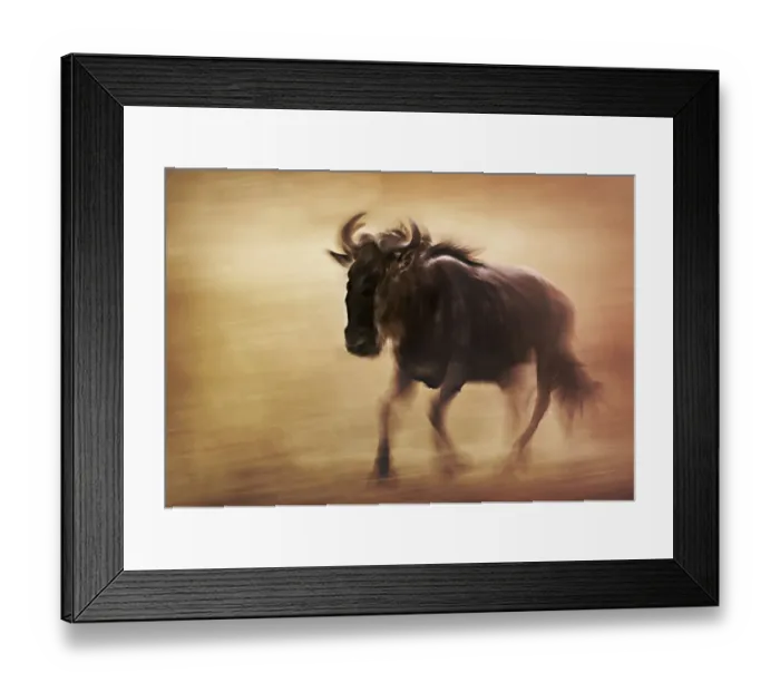 Framed Print : Close up Wildebeest Panned Motion Blur in Masai Mara, Kenya Framed Print : Close up Wildebeest Panned Motion Blur in Masai Mara, Kenya