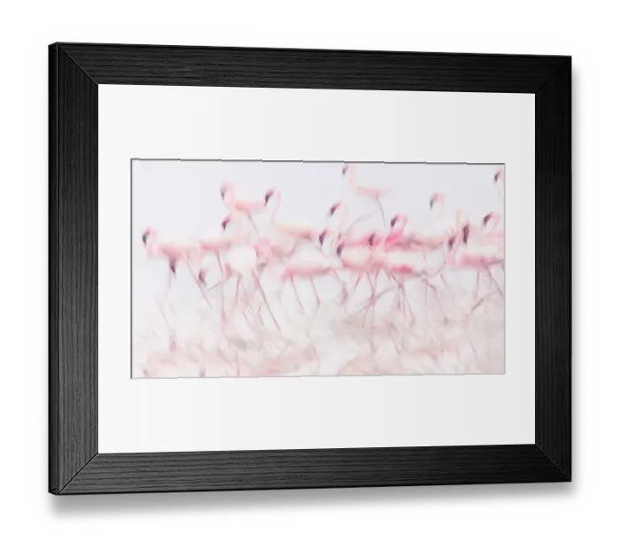 Framed Print : Flamingos Feeding in High Key Framed Print : Flamingos Feeding in High Key