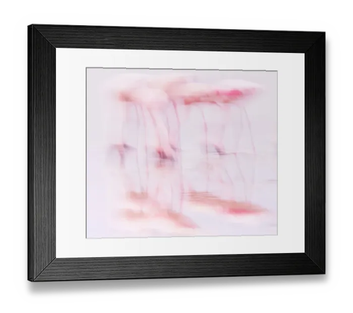 Framed Print : Flamingos Feeding in High Key
