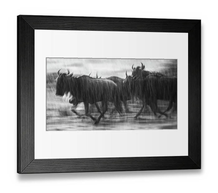 Framed Print : Dramatic Motion Blur of Wildebeest Running in the Rain in the Mara Triangle, Kenya Framed Print : Dramatic Motion Blur of Wildebeest Running in the Rain in the Mara Triangle, Kenya
