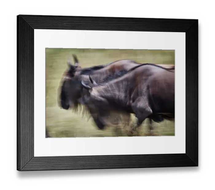Framed Print : Motion Blur of Wildebeest Running in Maasai Mara, Kenya Framed Print : Motion Blur of Wildebeest Running in Maasai Mara, Kenya