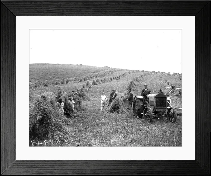 Framed Print : Haymaking. August 1929: A farming family making haystacks in a hayfield Framed Print : Haymaking. August 1929: A farming family making haystacks in a hayfield