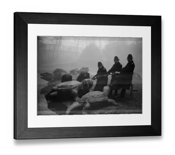 Framed Print : Prehistoric Animal
