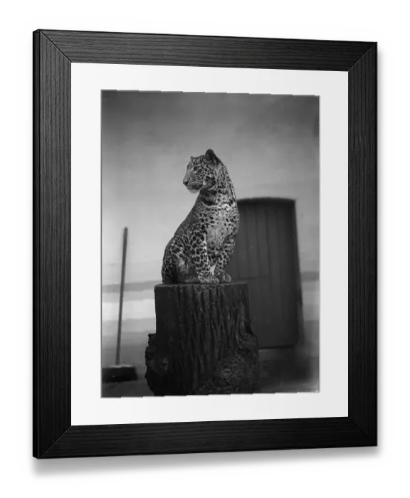 Framed Print : Work-Shy Cat Framed Print : Work-Shy Cat