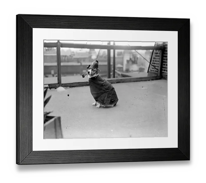Framed Print : Smoking Police Dog Framed Print : Smoking Police Dog