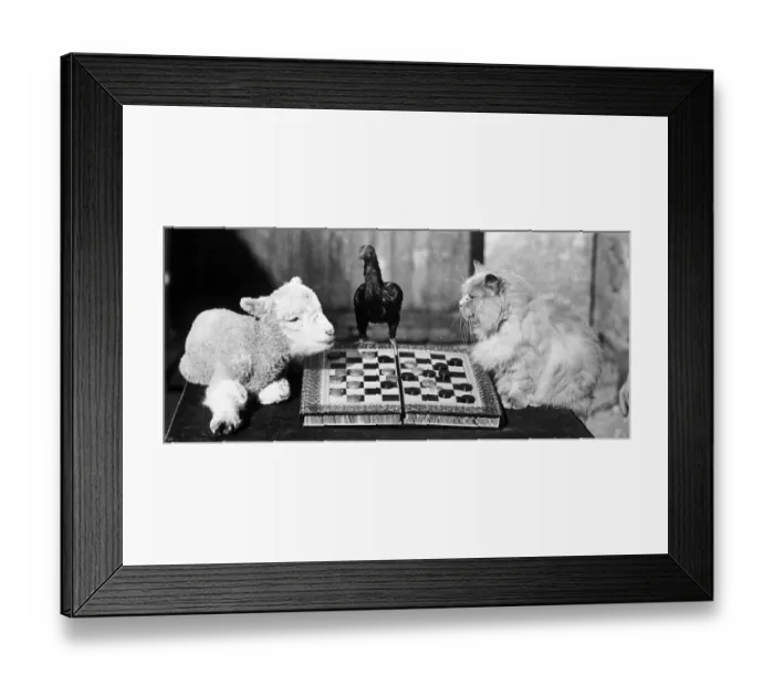 Framed Print : Animal Draughts Framed Print : Animal Draughts