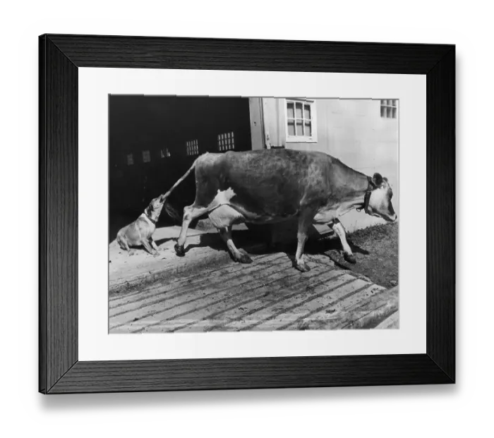 Framed Print : Tail Biting Ride Framed Print : Tail Biting Ride