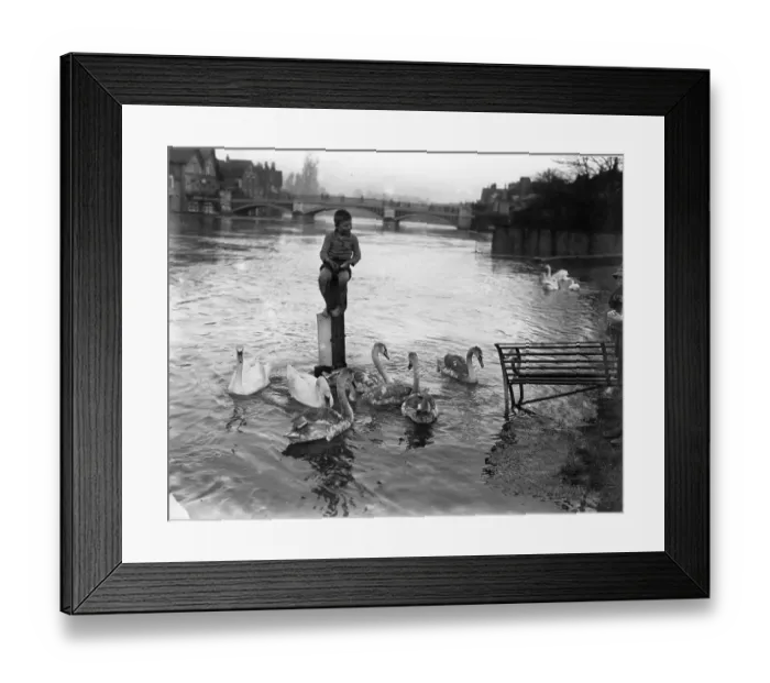 Framed Print : Swan Family Framed Print : Swan Family