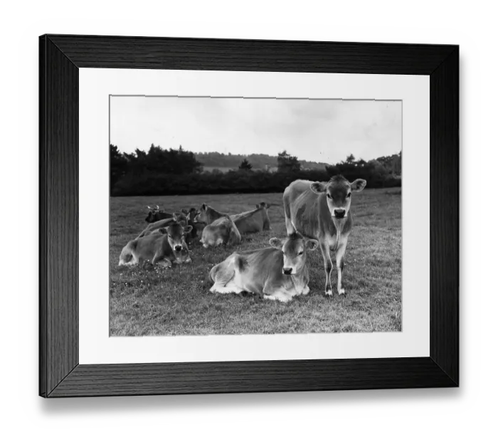 Framed Print : Cattle. June 1962: Young Jersey cattle at the foot of Cleave Hill in Gloucestershire Framed Print : Cattle. June 1962: Young Jersey cattle at the foot of Cleave Hill in Gloucestershire