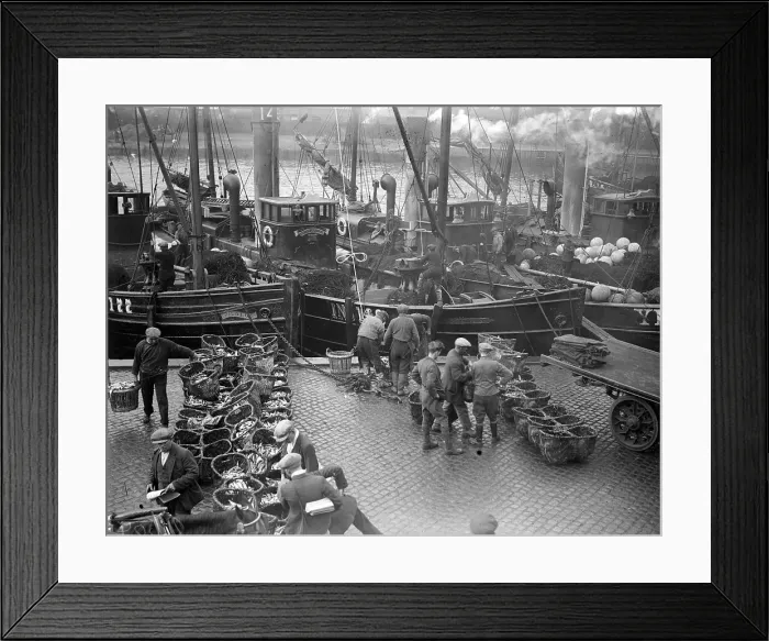 Framed Print : Herring Catch Framed Print : Herring Catch