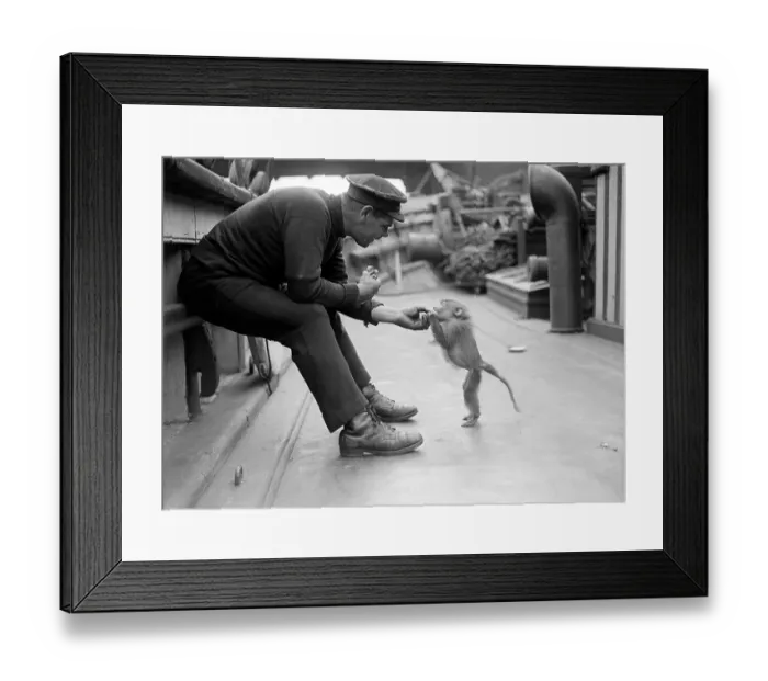 Framed Print : Pet Monkey Framed Print : Pet Monkey
