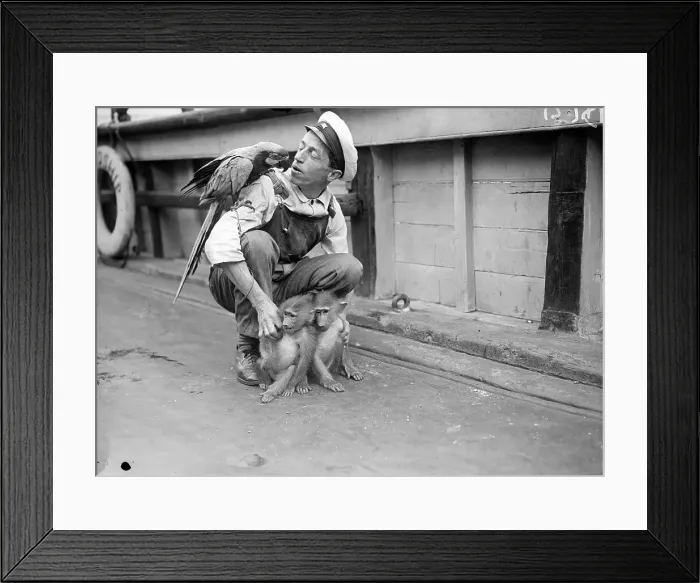 Framed Print : Pet Macaw. 3rd June 1929: A pet macaw and two baboons on board the Friendship Framed Print : Pet Macaw. 3rd June 1929: A pet macaw and two baboons on board the Friendship