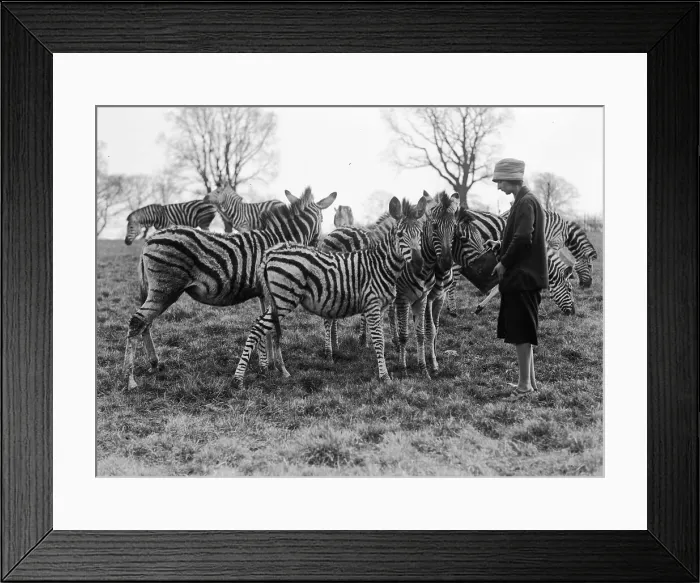 Framed Print : Zebra Herd Framed Print : Zebra Herd