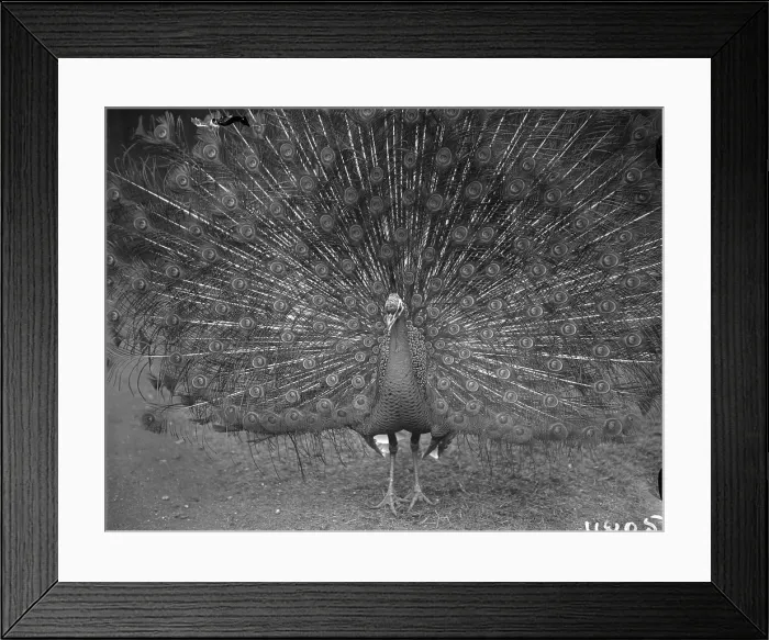 Framed Print : Proud Peacock Framed Print : Proud Peacock