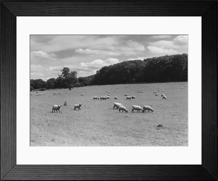 Framed Print : Grazing Safely Framed Print : Grazing Safely