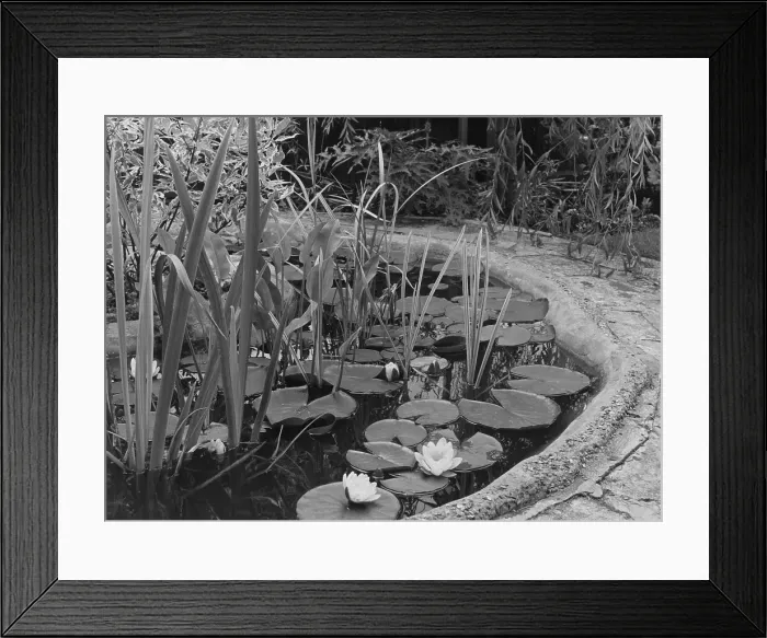 Framed Print : Lily Pond. circa 1950: A circular garden pond full of water lilies and other water plants