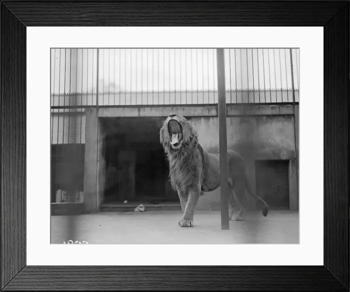 Framed Print : Royal Yawn Framed Print : Royal Yawn
