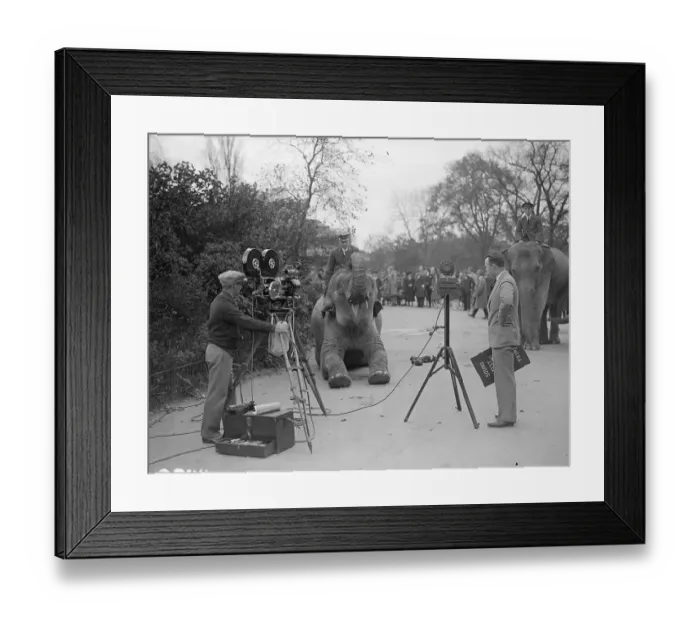 Framed Print : Elephant Stars Framed Print : Elephant Stars