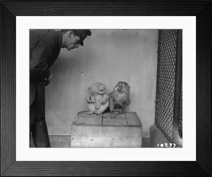 Framed Print : Tobacco Chimps Framed Print : Tobacco Chimps