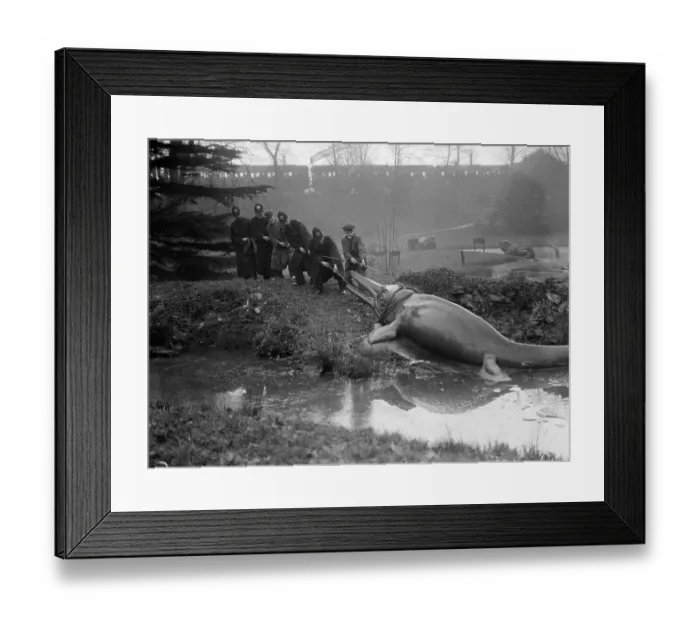 Framed Print : Bath Day. February 1927: A model of a prehistoric icthyosaurus is dragged Framed Print : Bath Day. February 1927: A model of a prehistoric icthyosaurus is dragged