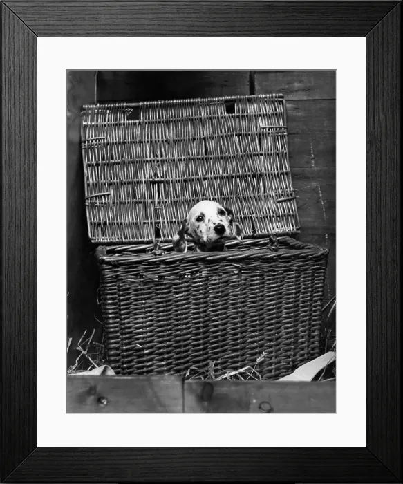 Framed Print : I'm Safe In Here Framed Print : I'm Safe In Here