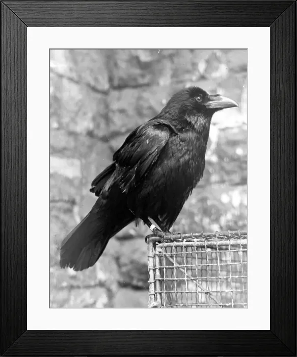 Framed Print : Tower Raven Framed Print : Tower Raven
