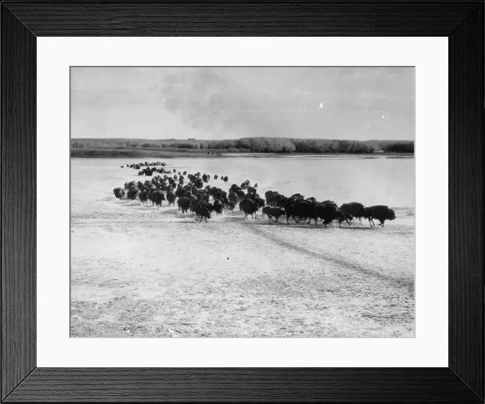 Framed Print : Migrating Herd Framed Print : Migrating Herd
