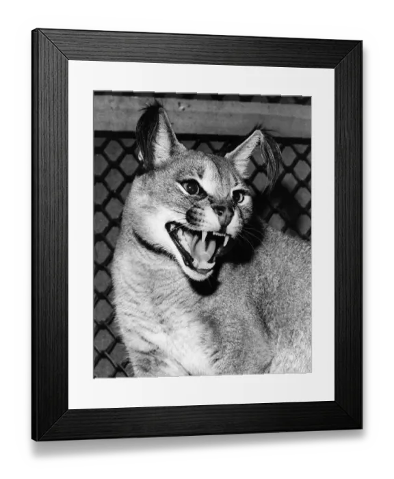 Framed Print : Caracal Lynx Framed Print : Caracal Lynx