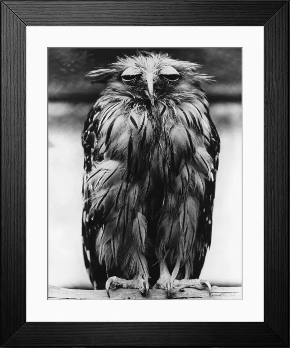 Framed Print : Tired Owl. A tired-looking Javan fish owl, 5th December 1973 Framed Print : Tired Owl. A tired-looking Javan fish owl, 5th December 1973