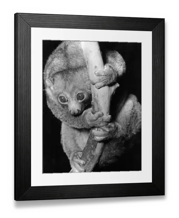 Framed Print : Potto on a Stick Framed Print : Potto on a Stick
