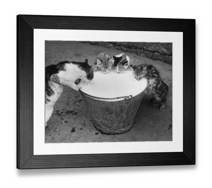 Framed Print : Cat's Got The Cream
