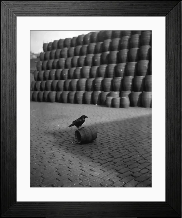 Framed Print : Watch The Birdie Framed Print : Watch The Birdie