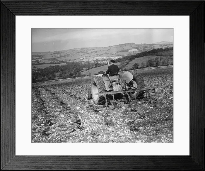 Framed Print : Hillside Sprouts Framed Print : Hillside Sprouts
