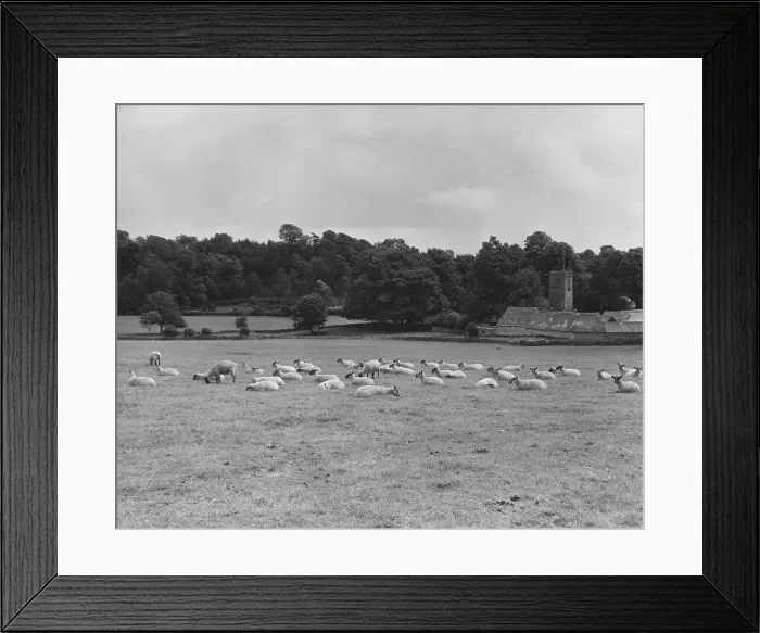 Framed Print : Resting Sheep Framed Print : Resting Sheep