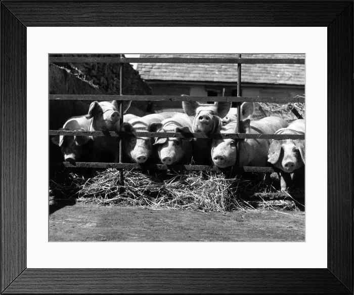 Framed Print : Pig Farm. A herd of swine at a pig-breeding farm. (Photo by Maeers / Getty Images) Framed Print : Pig Farm. A herd of swine at a pig-breeding farm. (Photo by Maeers / Getty Images)