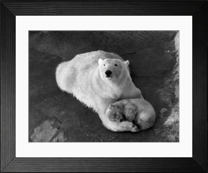 Framed Print : Cynthia's Cub Framed Print : Cynthia's Cub