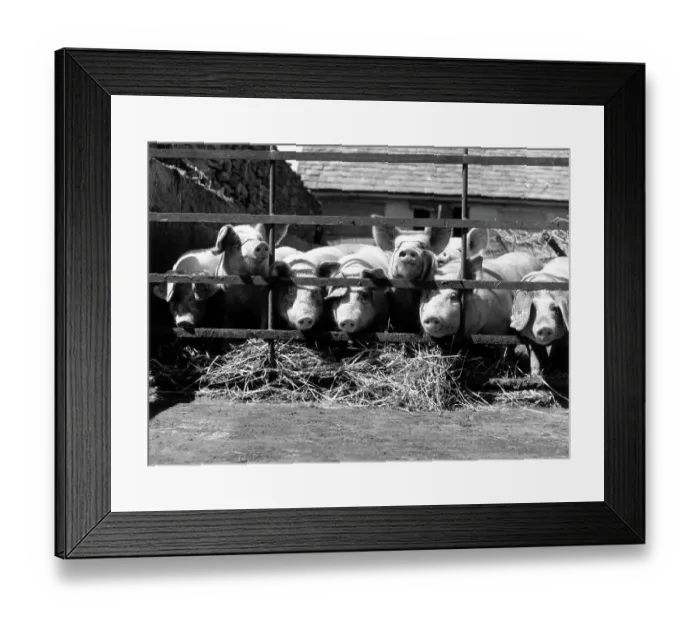 Framed Print : Pig Farm. A herd of swine at a pig-breeding farm Framed Print : Pig Farm. A herd of swine at a pig-breeding farm
