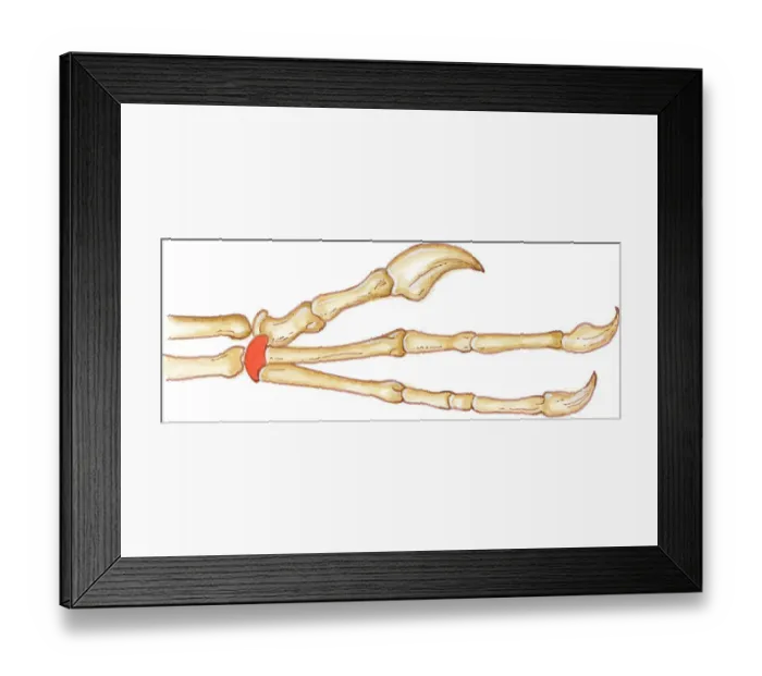 Framed Print : Illustration of Deinonychus manus (hand), showing long fingers with claws at end, and wrist bone highlighted in red Framed Print : Illustration of Deinonychus manus (hand), showing long fingers with claws at end, and wrist bone highlighted in red