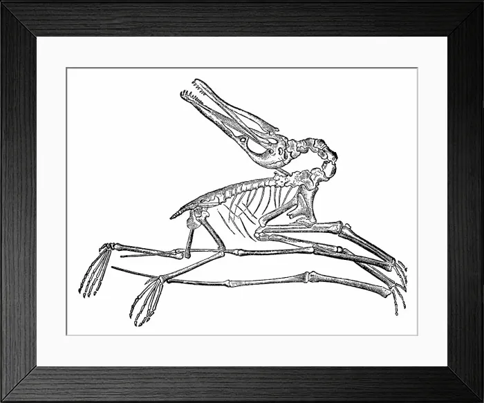 Framed Print : Pterodactylus Dinosaur Skeleton - 19th Century Framed Print : Pterodactylus Dinosaur Skeleton - 19th Century